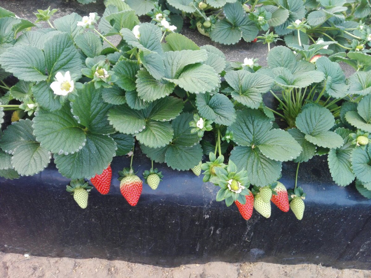 pfernandez1975's tweet photo. 📷📷 Visita Prueba de Desarrollo @Sipcam_es sobre Nutrición y Bioestimulación en fresa, variedad Rociera, en Cartaya (Huelva). #Stilo Raiz #StiloOrganik #Blackjak #Perfectose #Record #StiloHydro #Skualo #Liqui-KExpress #StiloMicroCruzial 🍓🍓💪💪 https://t.co/OOpyMGU7wE