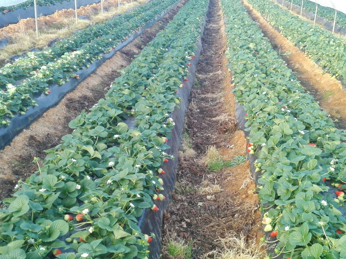 pfernandez1975's tweet photo. 📷📷 Visita Prueba de Desarrollo @Sipcam_es sobre Nutrición y Bioestimulación en fresa, variedad Rociera, en Cartaya (Huelva). #Stilo Raiz #StiloOrganik #Blackjak #Perfectose #Record #StiloHydro #Skualo #Liqui-KExpress #StiloMicroCruzial 🍓🍓💪💪 https://t.co/OOpyMGU7wE