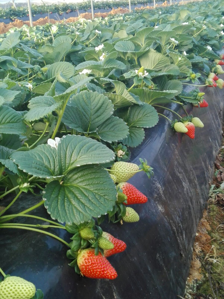 pfernandez1975's tweet photo. 📷📷 Visita Prueba de Desarrollo @Sipcam_es sobre Nutrición y Bioestimulación en fresa, variedad Rociera, en Cartaya (Huelva). #Stilo Raiz #StiloOrganik #Blackjak #Perfectose #Record #StiloHydro #Skualo #Liqui-KExpress #StiloMicroCruzial 🍓🍓💪💪 https://t.co/OOpyMGU7wE