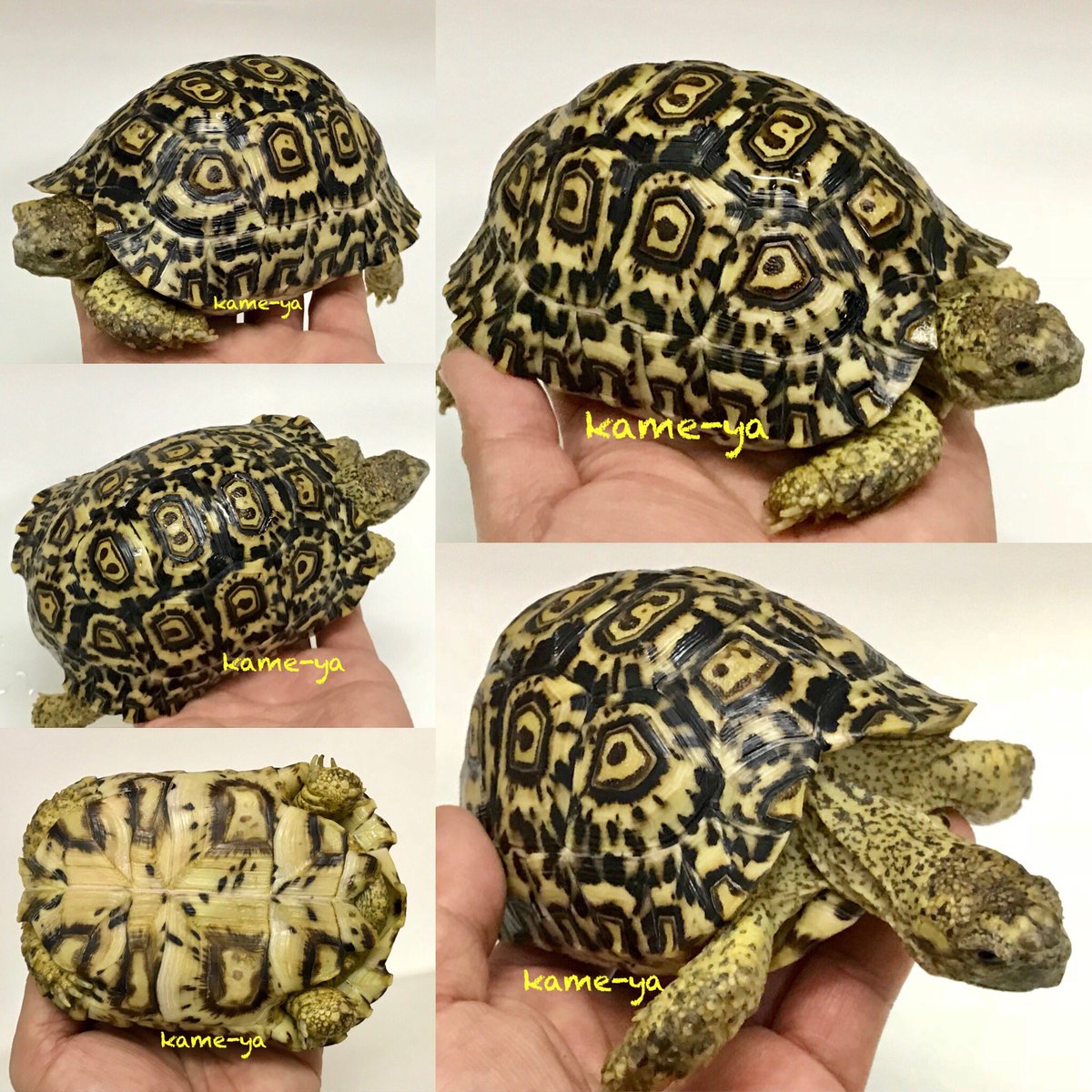 Kame Yaナオ בטוויטר 一目惚れして即購入したナミビアヒョウモンリクガメ 甲長 12 3 柄 形 パーフェクト 極美個体です ナミビアヒョウモンリクガメ ヒョウモンリクガメ