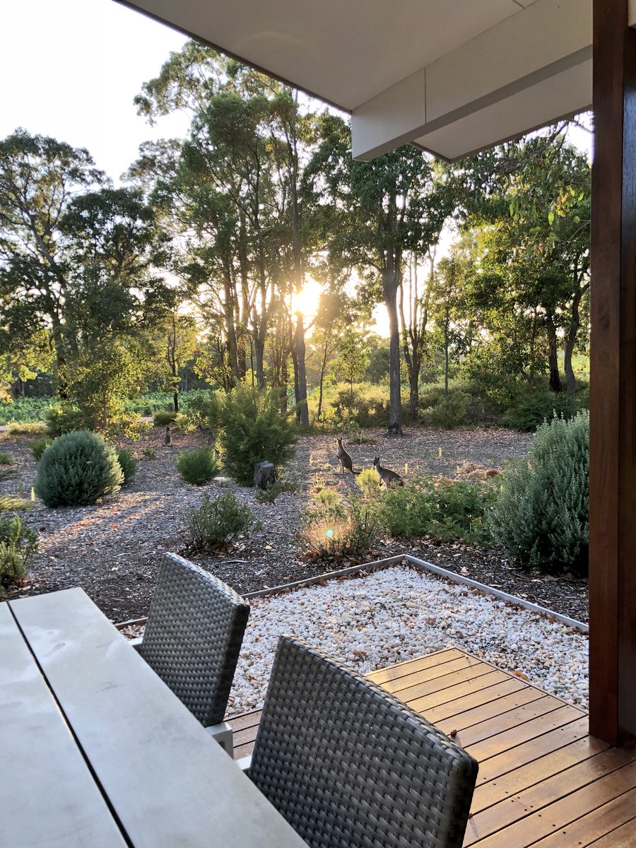 TexanMeg's tweet photo. Woke up to a family of roos outside my room. @eightwillows I like you! #tcwasocial #seeaustralia #justanotherdayinwa https://t.co/Tht4cIUXsn