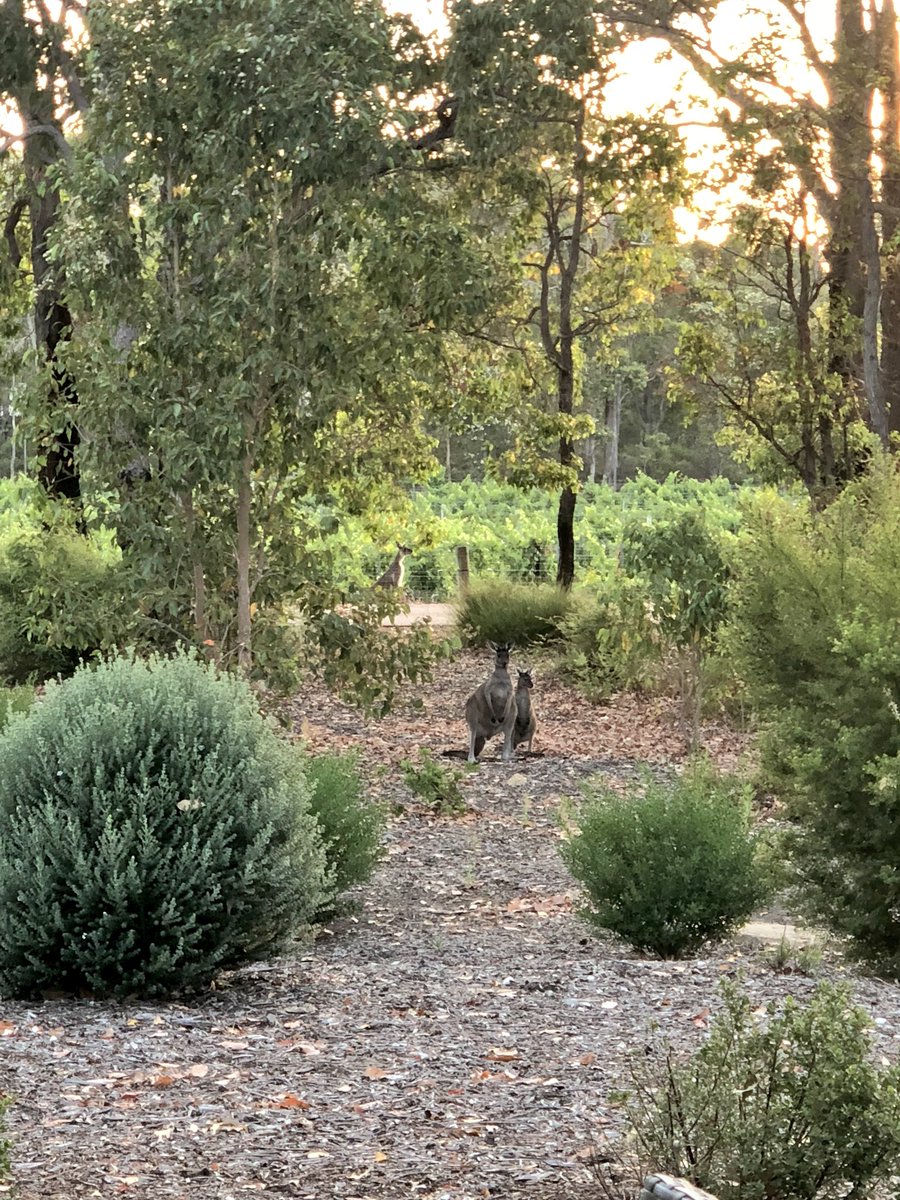 TexanMeg's tweet photo. Woke up to a family of roos outside my room. @eightwillows I like you! #tcwasocial #seeaustralia #justanotherdayinwa https://t.co/Tht4cIUXsn