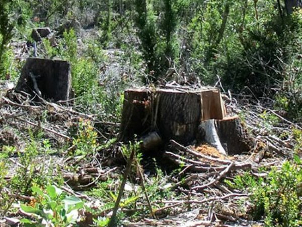 AmbientalAlerta's tweet photo. #MadreDeDios Invaden predio y realizan roce, quema y #TalaIlegal en 2 hectáreas para realizar plantaciones en Santa Rita Alta. ¿En cuánto tiempo la Fiscalía Ambiental atenderá la denuncia? Sigue el caso en: https://t.co/xAT3onJ6zM https://t.co/cdJvMFj8Pt