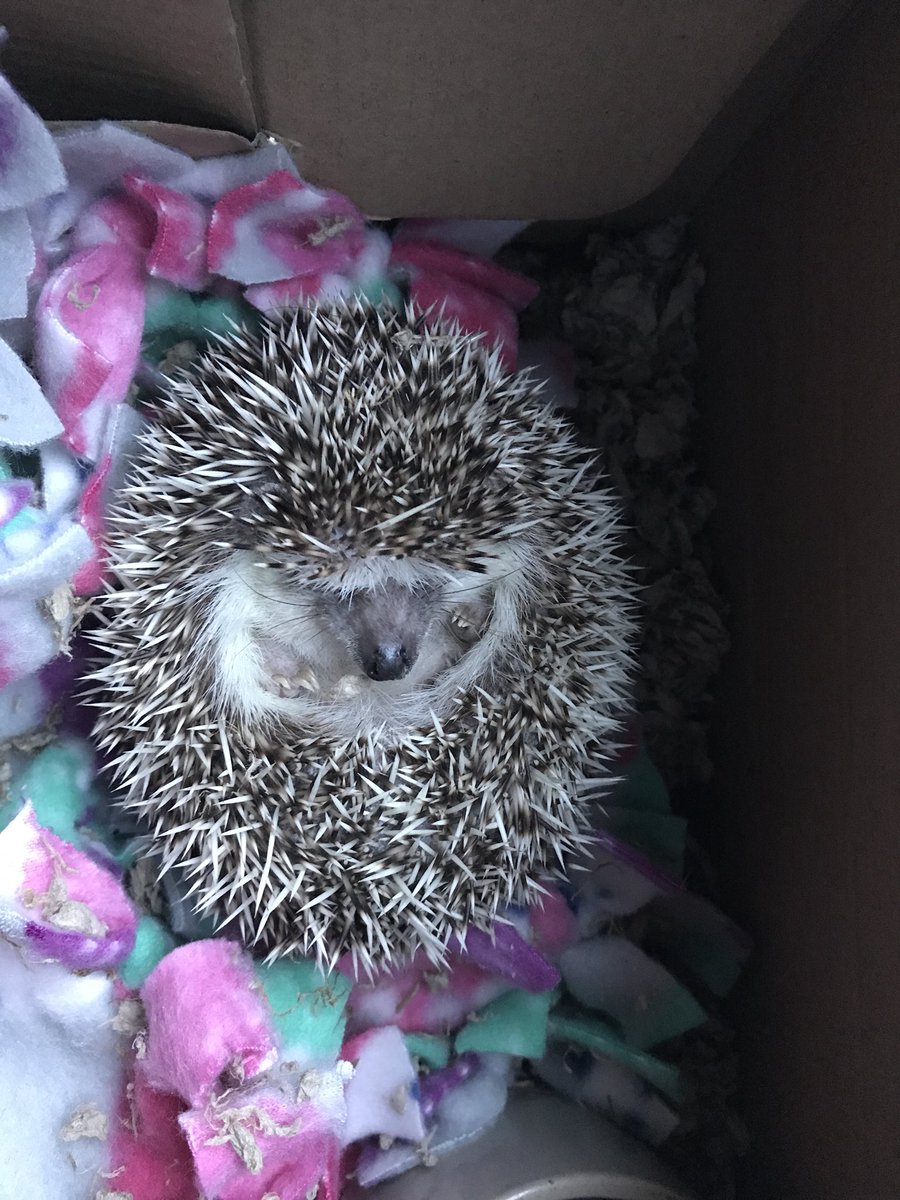 lordebunnington's tweet photo. Taking our poor Tink to the vet. She keeps trying to hibernate. Send good vibes to this little hedgie. She needs it! https://t.co/Lnr8PHJsRD