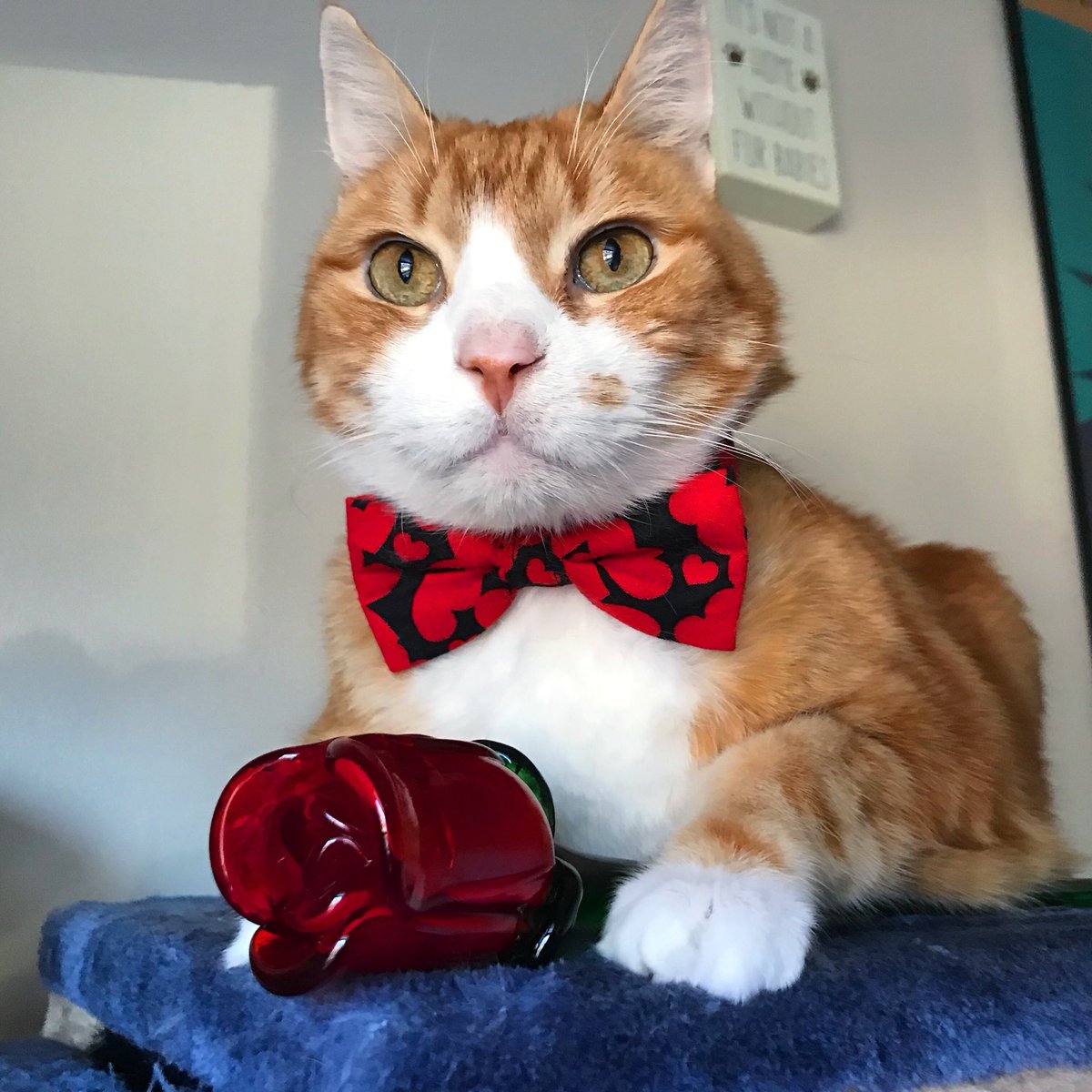 OliverTaco's tweet photo. The Purrfect Valentine. ❤️🌹🌮 #ValenTaco #BeMine https://t.co/T30HARLViZ