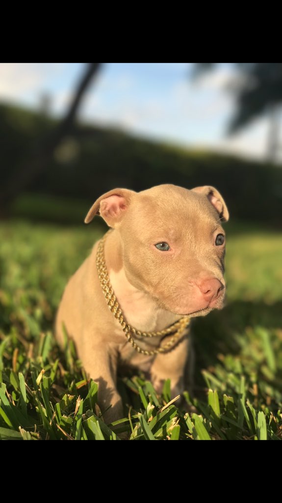 andre_black_'s tweet photo. Welcome.. my Young King 👑💜 https://t.co/SiXkznDt7i