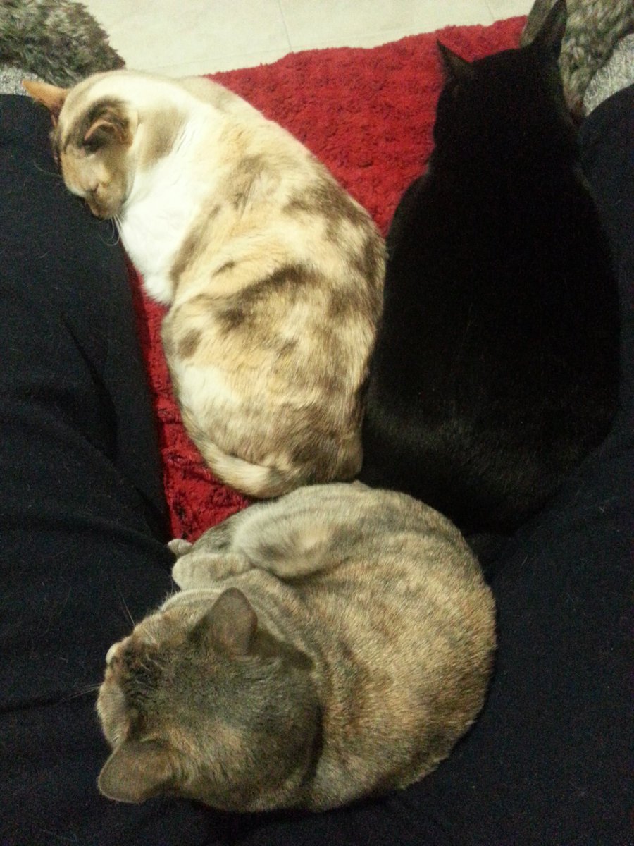 O trio cá de casa...