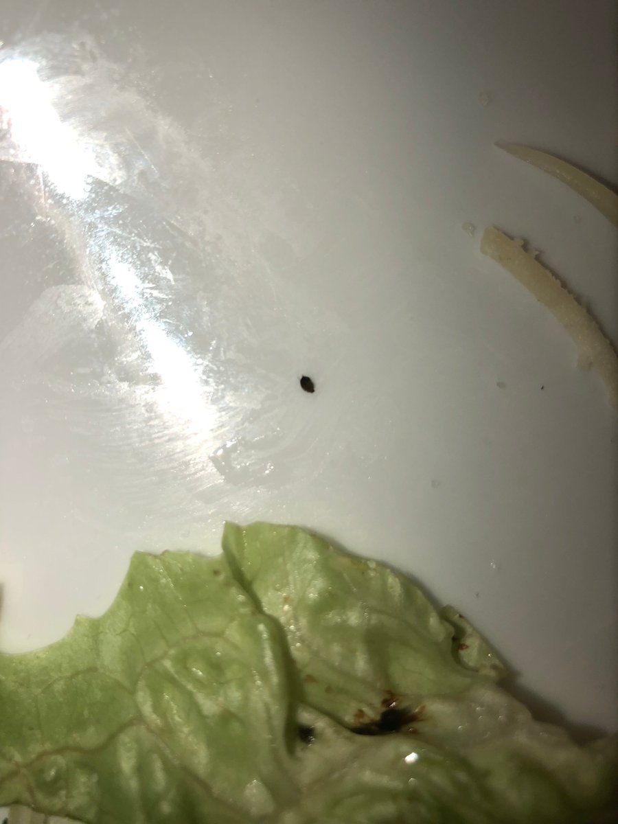 CattyEyes_com's tweet photo. Nightmare "vacation". BUGS IN THE FOOD AND WATER #hollandamerica #carnivalcruise #carnival #oosterdam #disgusting #limedisease #healthviolation https://t.co/WyD4Fgm60Q