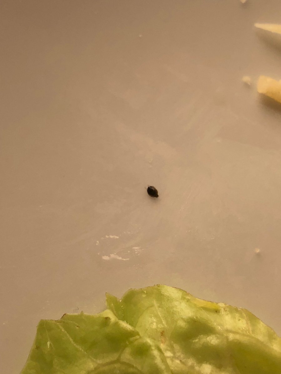 CattyEyes_com's tweet photo. Nightmare "vacation". BUGS IN THE FOOD AND WATER #hollandamerica #carnivalcruise #carnival #oosterdam #disgusting #limedisease #healthviolation https://t.co/WyD4Fgm60Q
