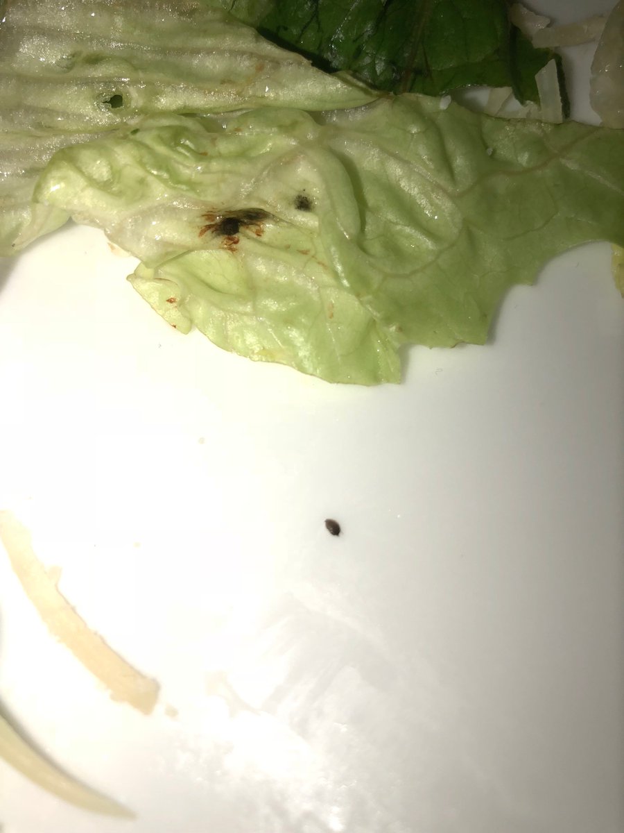 CattyEyes_com's tweet photo. Nightmare "vacation". BUGS IN THE FOOD AND WATER #hollandamerica #carnivalcruise #carnival #oosterdam #disgusting #limedisease #healthviolation https://t.co/WyD4Fgm60Q