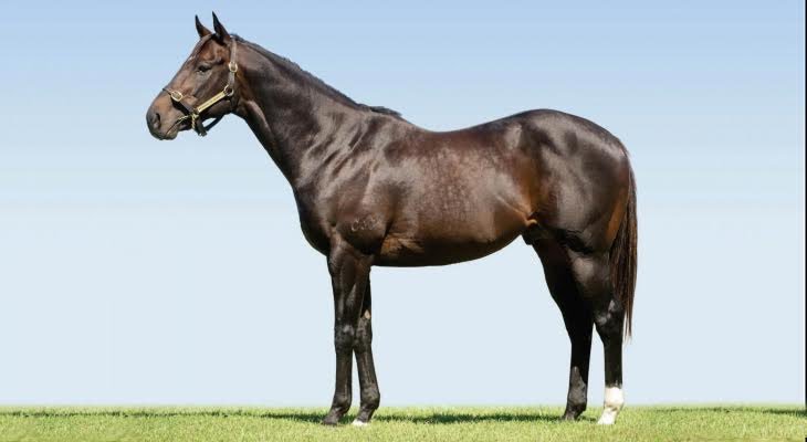 anz_news's tweet photo. In today's ANZ: Catch up will Stallion Watch @Stallion_Parade, featuring a fourth SW for @eurekastud first season sire Spirit Of Boom https://t.co/jnBJPvv8OZ