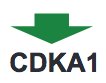 NDissmeyer's tweet photo. go #CDKA! (well, ok, and #CDKB) #phdwork
Cell Cycle Regulation by Chlamydomonas Cyclin-Dependent Protein Kinases @ThePlantCell 
https://t.co/P4wfIaQSQy ↔️ https://t.co/vSK5GcLiir ↔️ https://t.co/T1rxaEJFFq @Dev_Cell @Annika_Weimer @MoritzNowack @Hiro_HARASHIMA https://t.co/4oX8mwTG7o