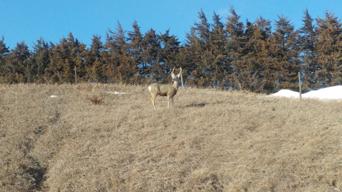 trentloos's tweet photo. I need more #Bucks in #Nebraska @SenJimSmith @GovRicketts so get #NETaxCuts done https://t.co/P3Dq9F6UTt