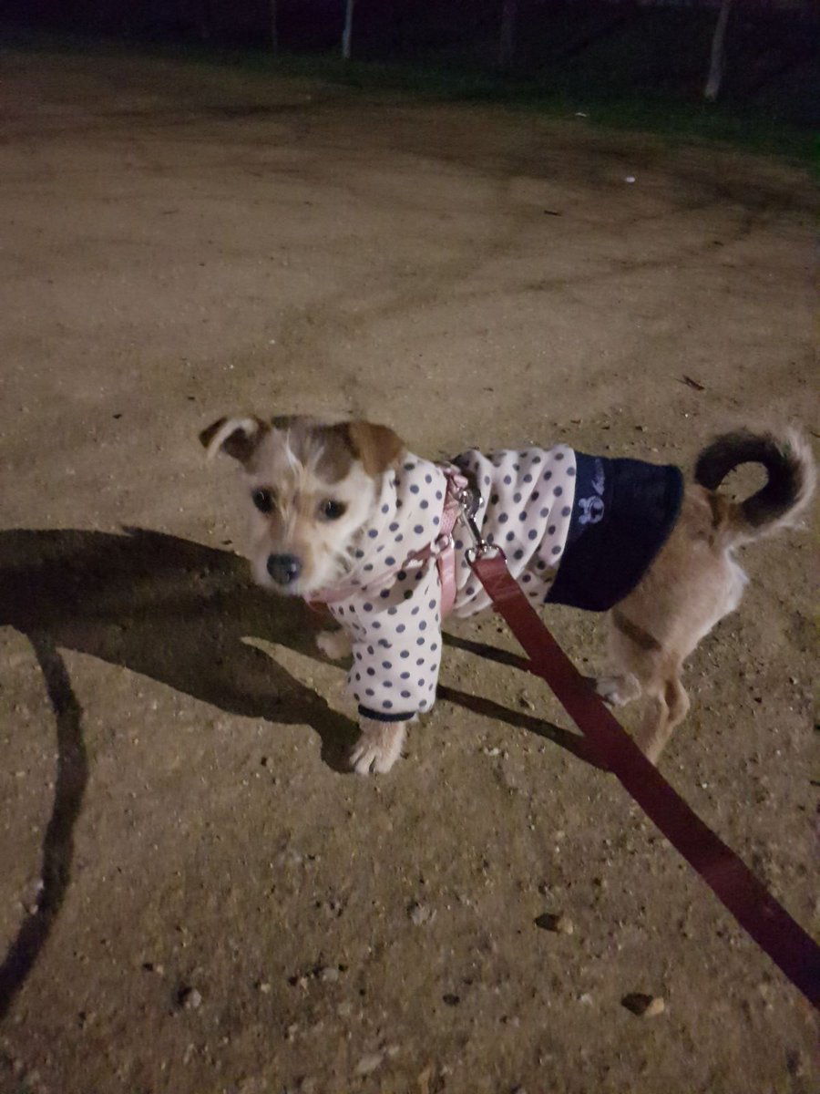 todoxyparaellos's tweet photo. Hada... su papá esta muy enfermo en el hospital y no puede hacerse cargo de el..busca una familia que la quiera para siempre.. 5 kg y 14 meses https://t.co/QOPemYyAyC
