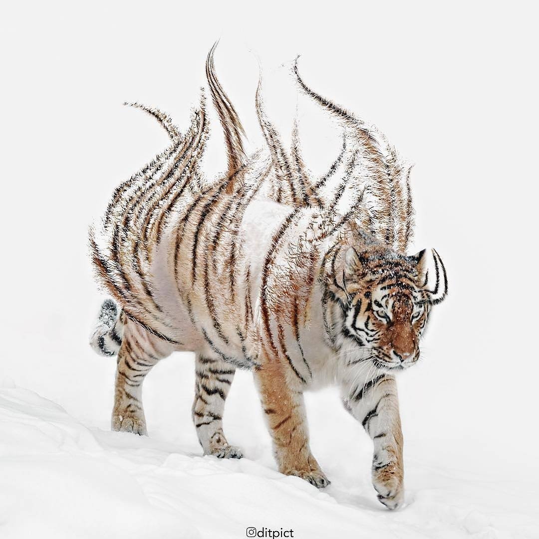 claninspiration's tweet photo. Artwork by @ditpict -  Aniskin III
-
#manipulation #photography #digitalmanipulation #imagemanipulation #instaart #instaartwork #instaartist #adobe #digitalart #photomontage #artist #photoshop #dailyart #digitalartwork #graphics #graphicdesign #artcollective #artdaily https://t.co/LTqClBfzax