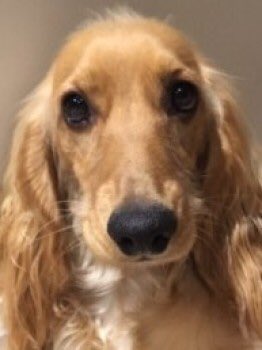 Stolen&Missing Pets tweet media