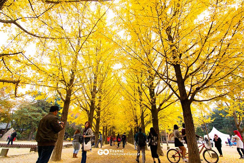 FunAdventure_'s tweet image. Anyeong Haseyo! Musim gugur (autumn) adalah periode terbaik berkunjung ke Korea Selatan.

Book open trip #FunKorea: tinyurl.com/yaafg4p7