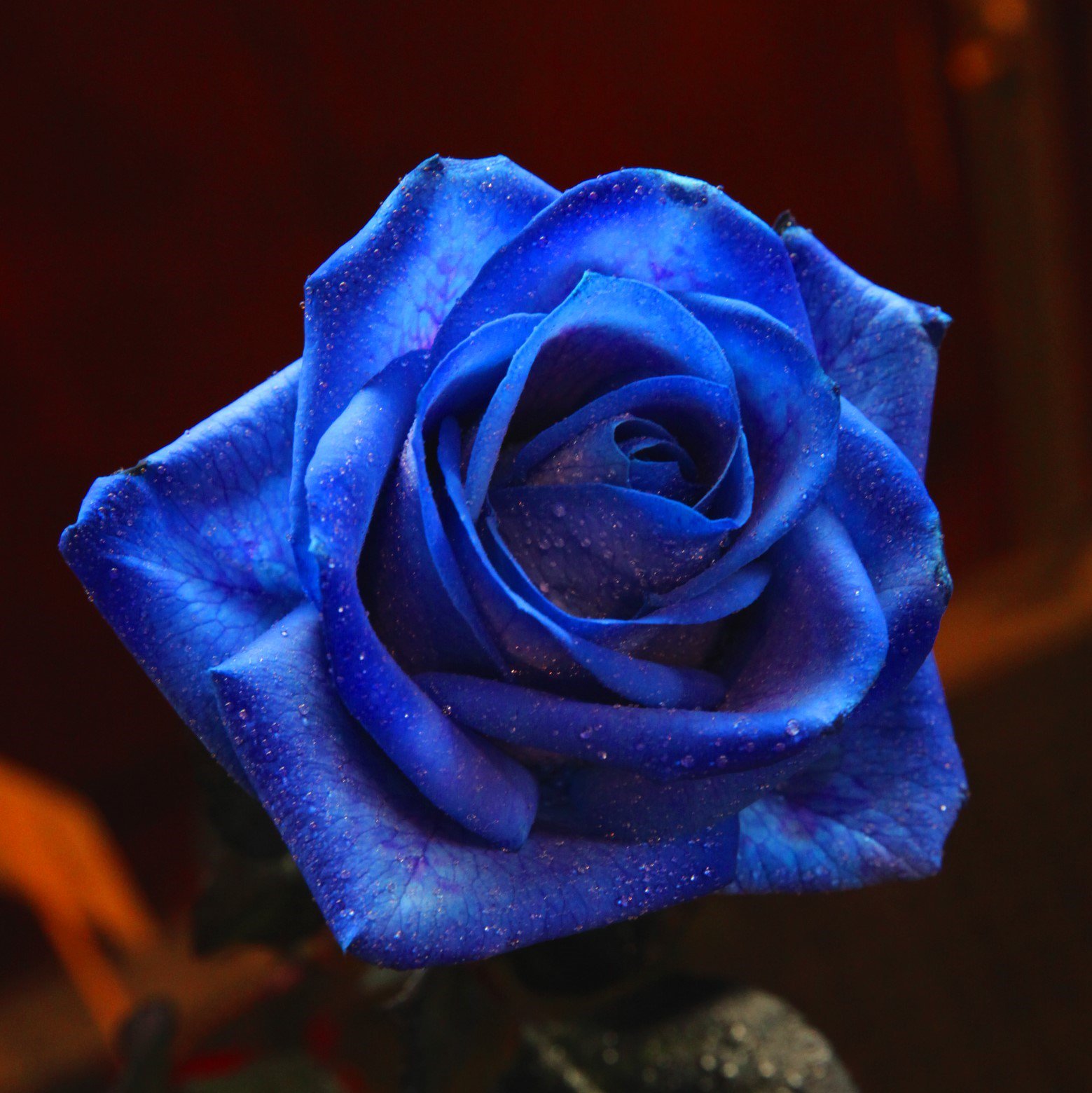 ローズショップ 青いバラ フラワーギフト 青薔薇花束 青薔薇アレンジ 青いバラの花言葉は 可能性 全国即日配送可能0266 28 11 T Co Gv5jrnhxtz T Co Rjxav4gxnj Twitter