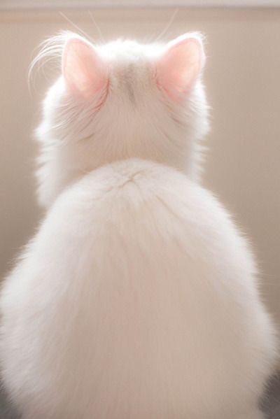 อเวจีสีชมพู tweet media