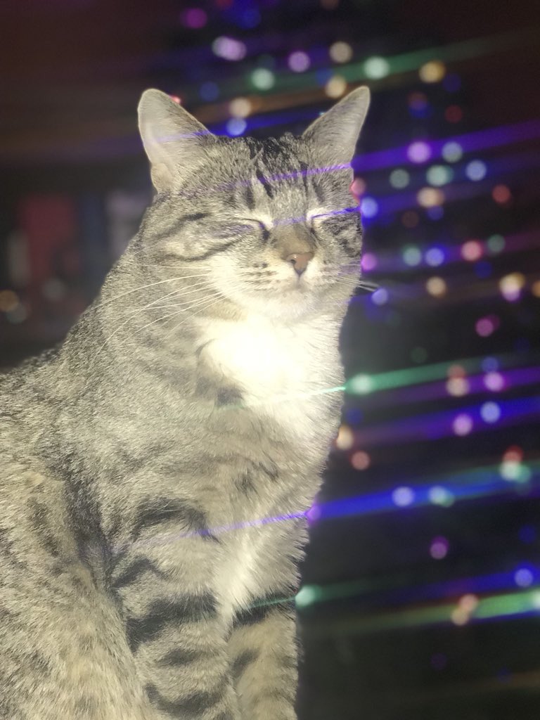 sdcatz's tweet photo. Cinder, Lead https://t.co/kyU4swzw3U