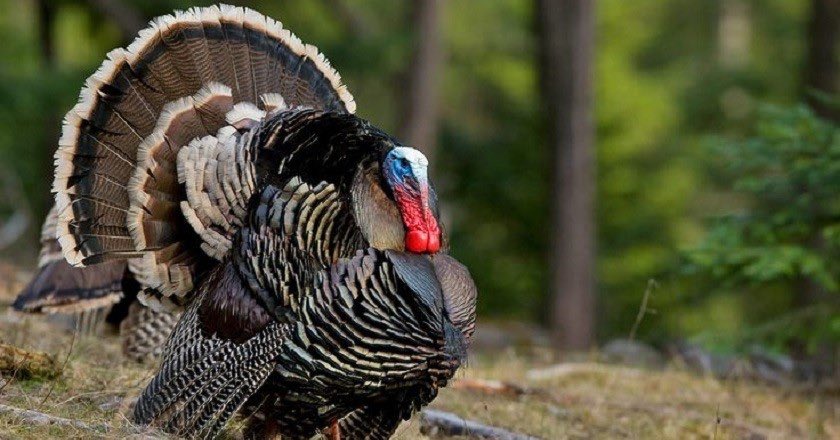 OutdoorCompound's tweet image. What day does turkey season open for you? Not soon enough! #hunting / #turkeyhunting / #bowhunting