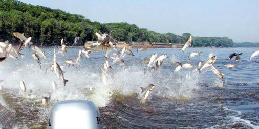 SeafoodSource's tweet image. Three US states &amp;amp; Ontario form partnership to keep Asian Carp from entering Great Lakes &amp;gt;&amp;gt; ow.ly/1UQy30id6bp | #seafood #asiancarp #fishinvasion #greatlakesbasinpartnership #greatlakesfishery