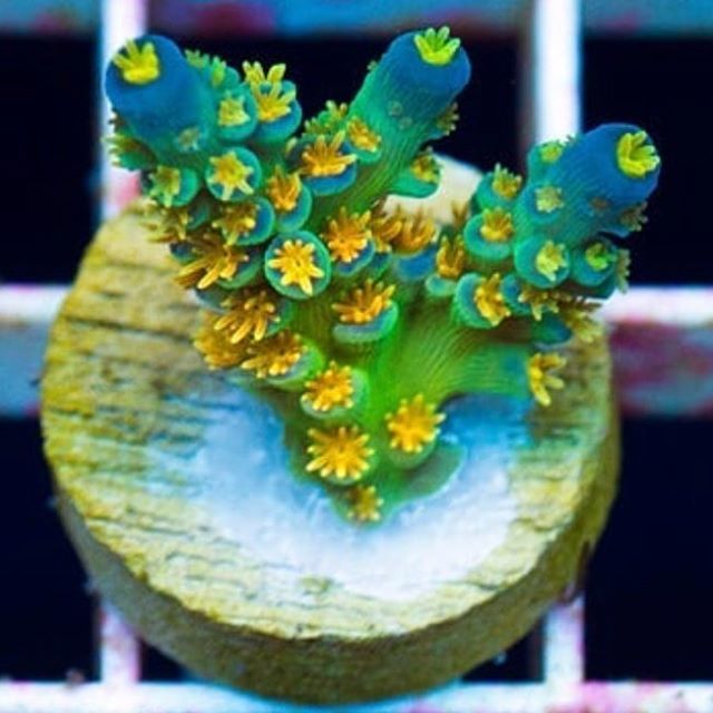 PolypLab's tweet photo. So I need this @cherrycorals! 😬 Check our their wysiwyg right now 🔥🔥🔥. #polyplab #polyplabccc https://t.co/k3a9TrjOut https://t.co/dpNyQMaJ5f