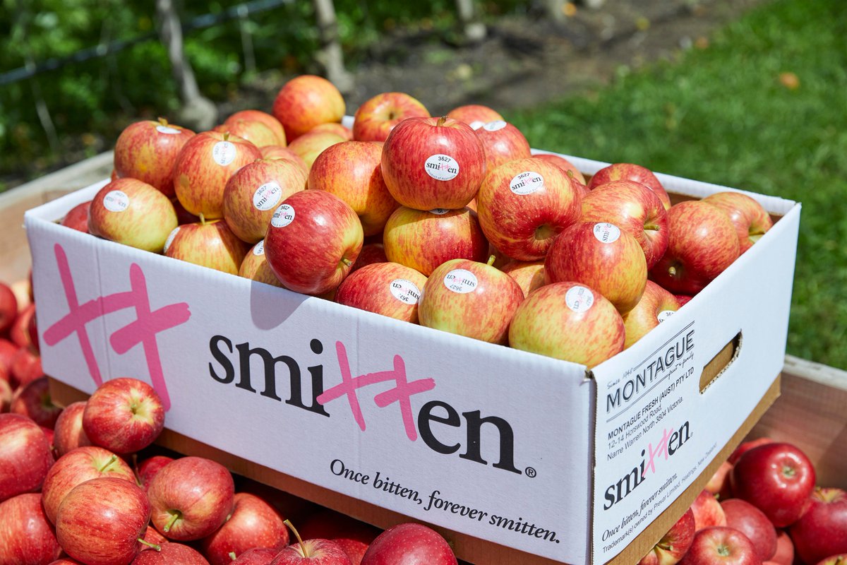 HatchingComms's tweet image. Australia’s leading family-owned fresh produce company, @montagueaus, is celebrating Valentine’s Day with the harvest of their first apple offering of the season, the seductively sweet Smitten®. hchq.com.au/hatch-events/o…