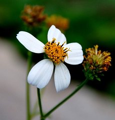 I'm building something I'm super proud of for my master's at <a href="/FIU/">FIU</a> - My Cuban Spanglish website. Here's a post with my Cuban mom's amazing home remedies for the flu. From sage to vinegar to romerillo! Let's go #Socialmangos #MSMcohort5!

cubanspanglish.com/2018/02/05/el-…