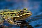 AlbertaEFP's tweet photo. We have a great collection of videos about Species at Risk (SAR) in Alberta, and what you can do to protect them #abag #speciesatrisk #sustianableag #cdnag @MULTISAR https://t.co/ACyLX8YPzc https://t.co/D6xmiVoJID