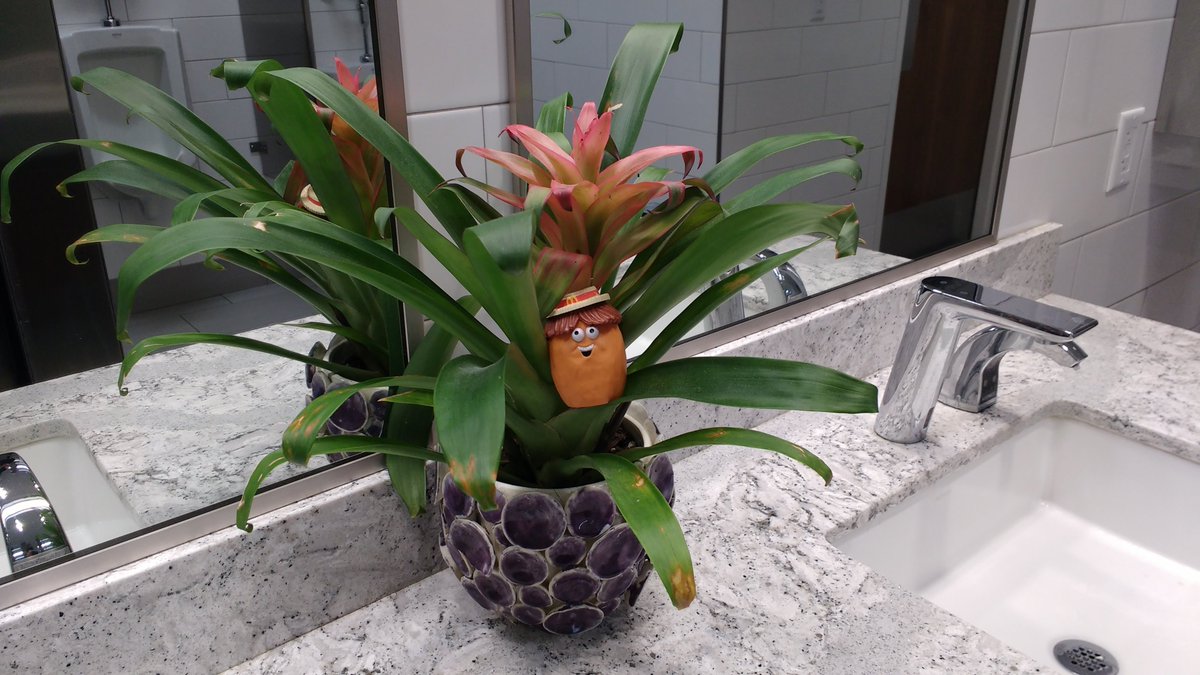 Little known fact: #McNuggetBuddies make great #spies.  I, myself, prefer hiding in #fakeplants.