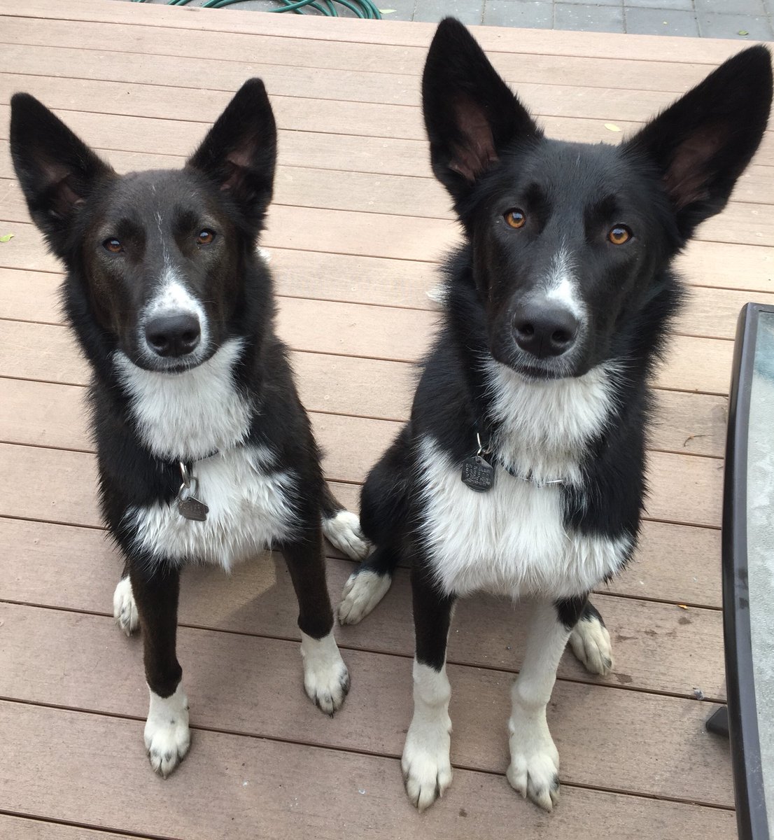 BatDogMaddy's tweet photo. Let’s find us some @AARCS_Canada siblings #aarcssibsrch1013 #AARCSrescue #FindMyLittermate #AlbertaPets https://t.co/8Z9wrokbZ5