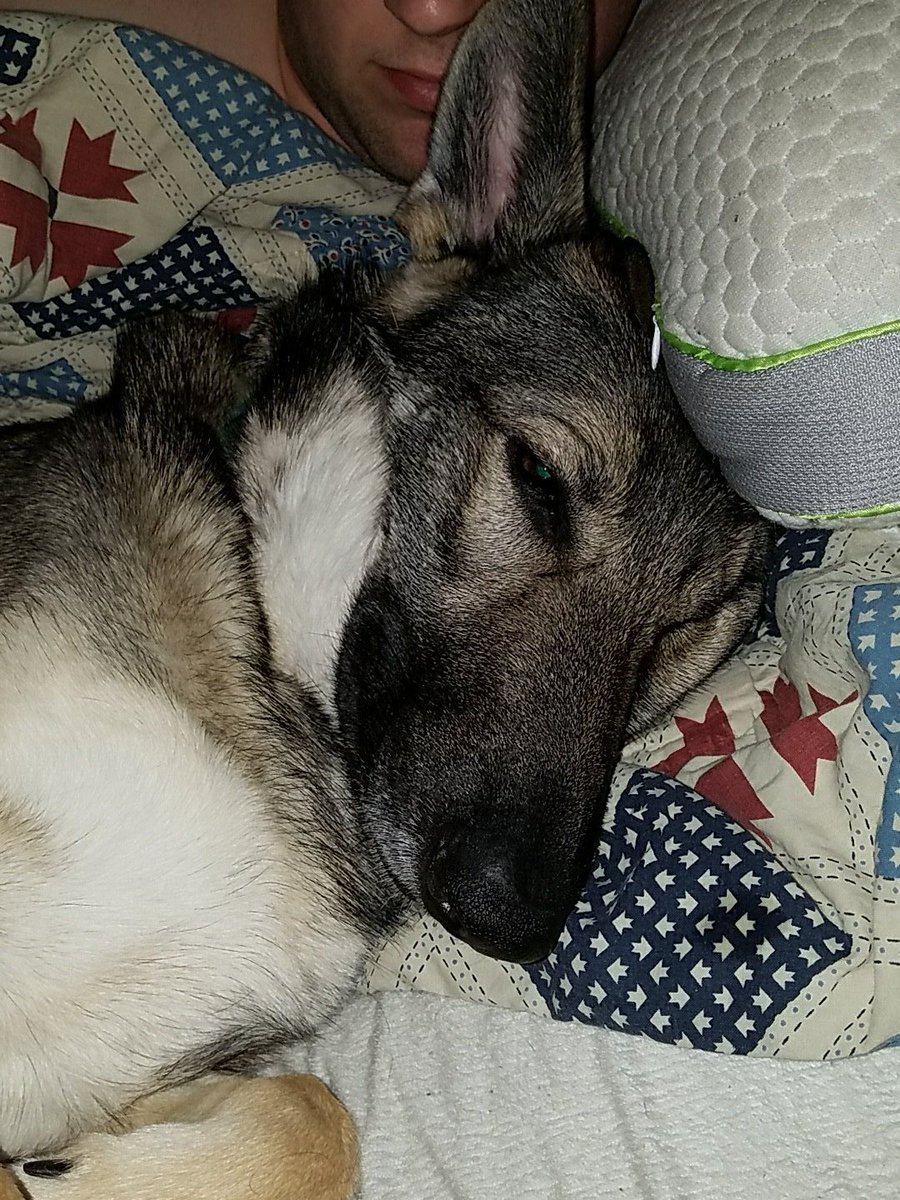 TalesoftheSiva's tweet photo. best spot in the house. #bedhog #rescuedog #germanshepherd #queensizedbed https://t.co/oLQ8czkZZR