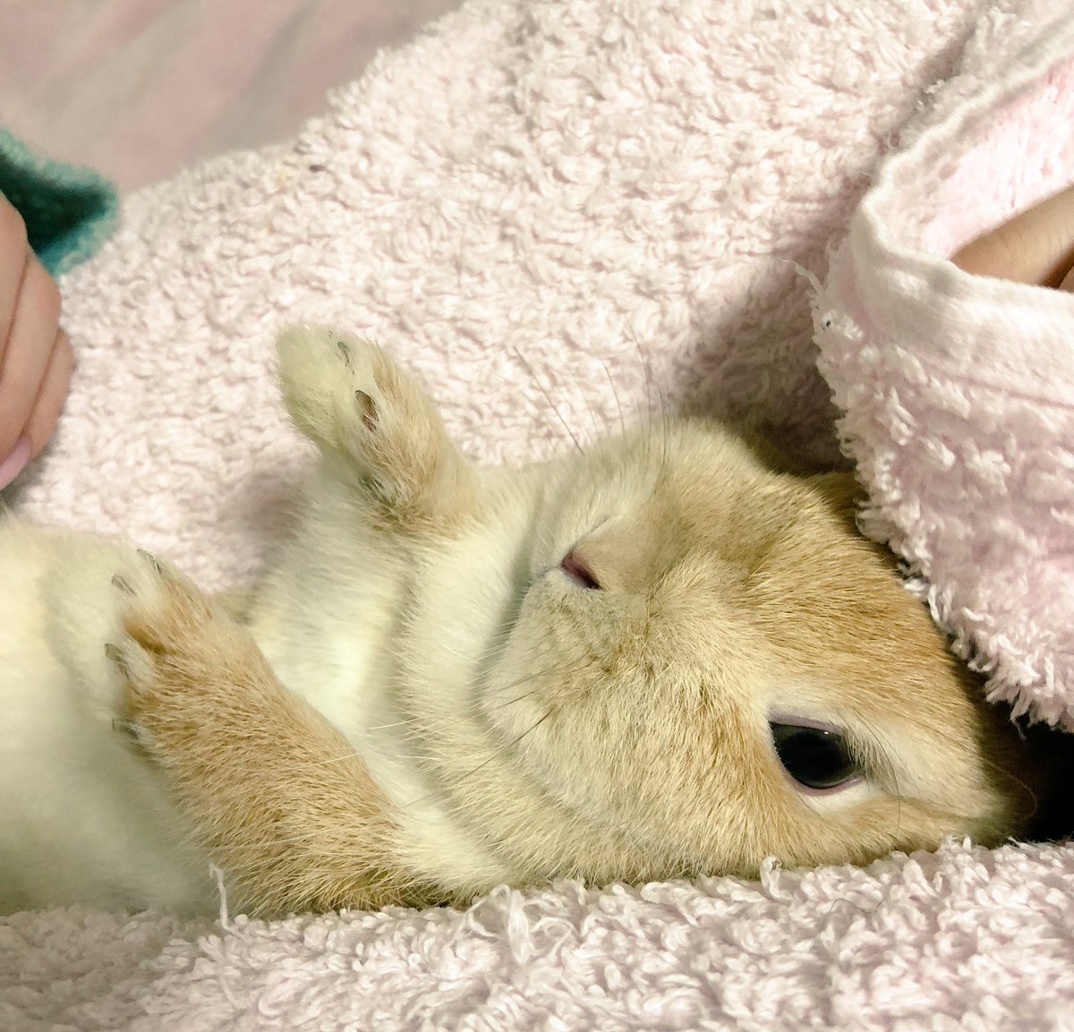 Rie Habu うさぎファース党 草食動物なので お腹ヘソ天が苦手なのです 捕食をdnaが想起させるらしくて