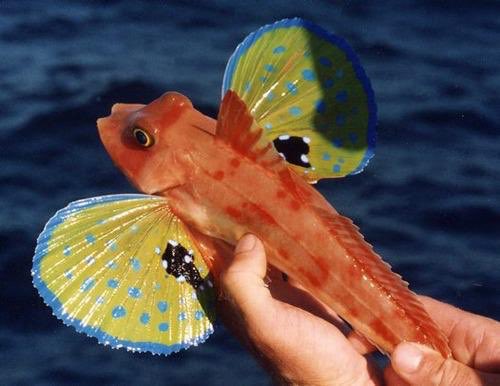 1stYasstone's tweet photo. #السمك_الطائر #flying_fish
تعريفه وخصائصه
قرابة ٥٠ نوع ومنها الذي يؤكل وبطروخه أيضاً ويصنع من بعض أنواعه السوشي https://t.co/FEaq5y63KL