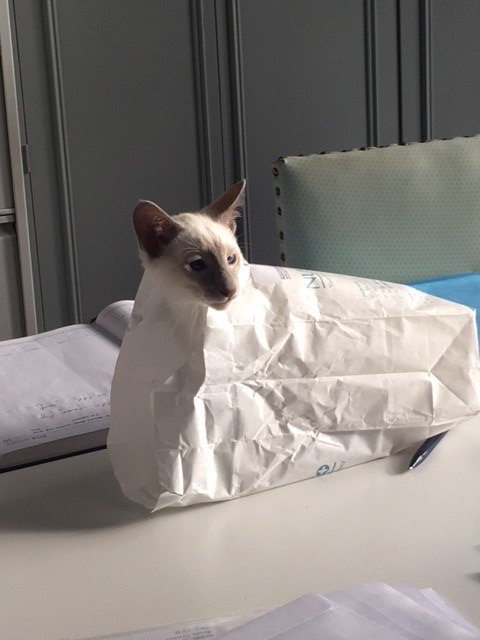 Brettsletts's tweet photo. Not sure the new 'Boy' is getting it yet, you throw the bag away not get inside it !! https://t.co/AciUBRin6o