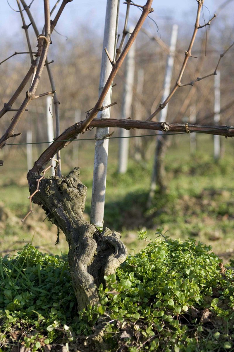 Dimmi dove sei cresciuto e ti dirò chi sei! Il primo e fondamentale elemento che segna il carattere di un #vino è la terra sulla quale la vite è cresciuta... e #LaMorra ha suoli davvero particolari! Scoprite il perchè ➡️marcarini.it/it/blog/item/4…