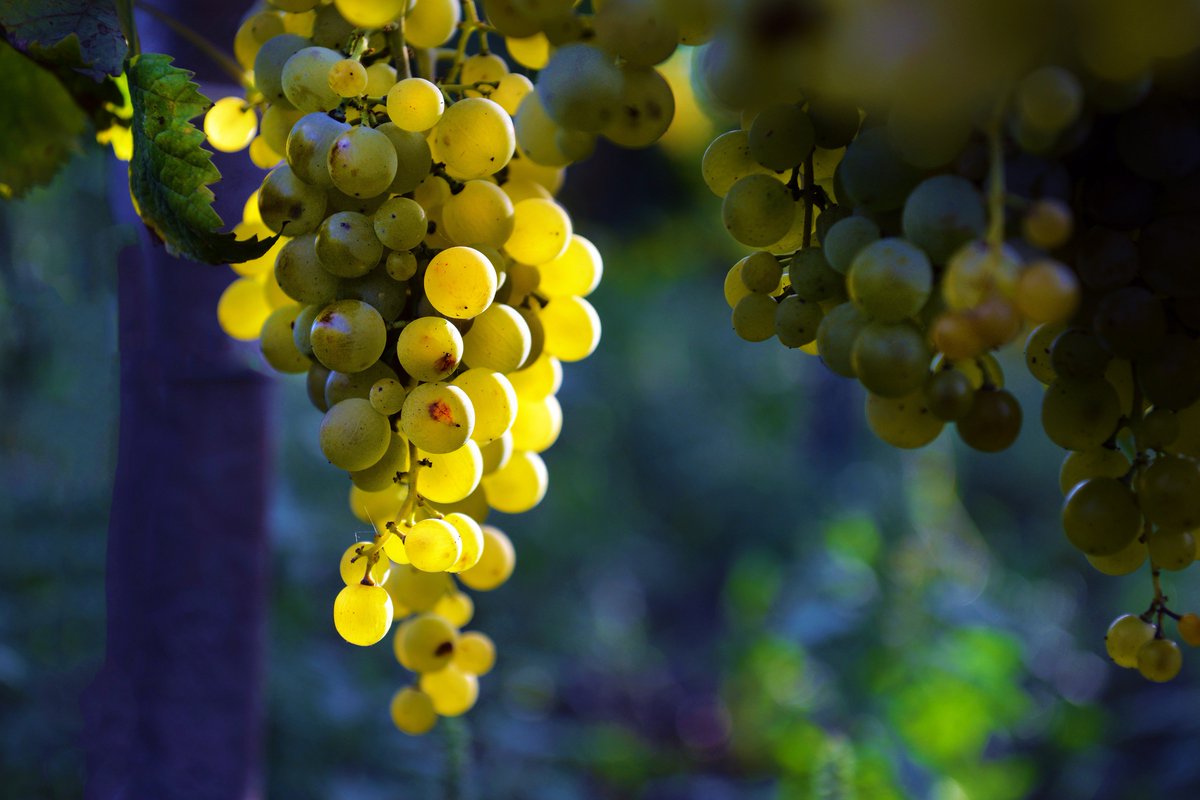 #Serendipità: l’arte di trovare qualcosa che non si stava cercando si addice molto al nostro #Moscato d’Asti, frutto di una ricerca giunta a conclusioni assai diverse dalle premesse! Scoprite la sua storia sul nostro blog! ➡️marcarini.it/it/blog/item/5…