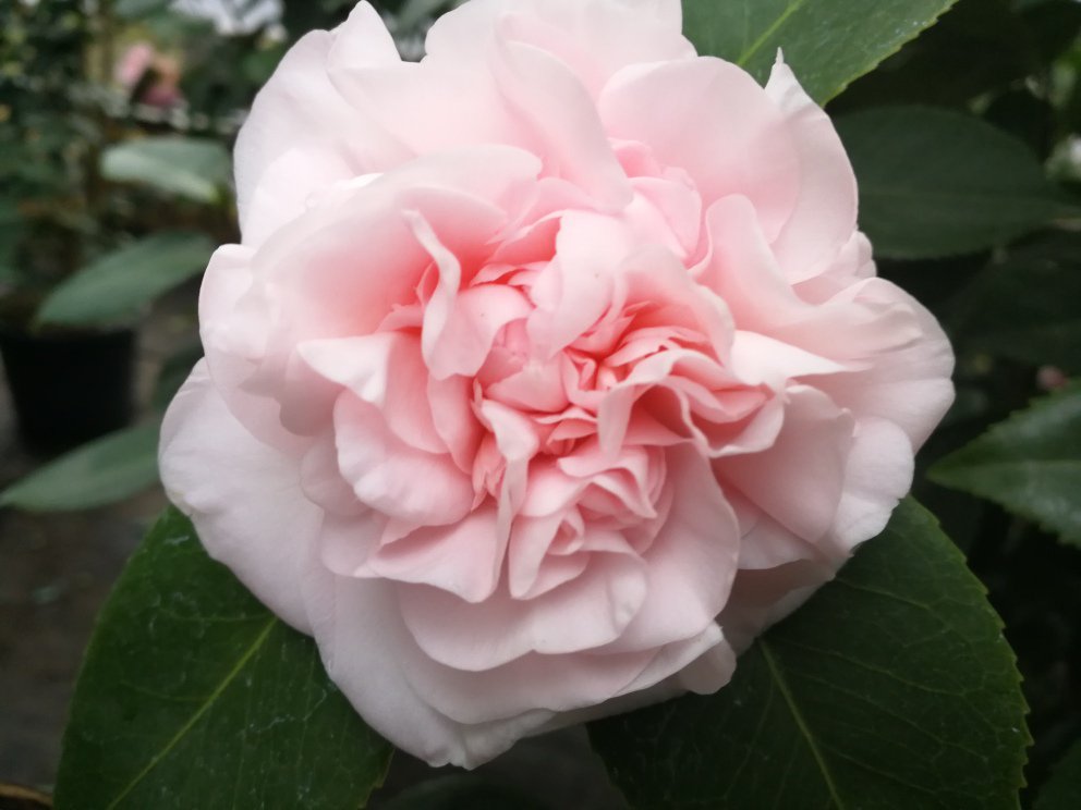 CDLlagomaggiore's tweet photo. Bellissima!! Camellia japonica 'Debutante' @CDLlagomaggiore #fiori #camellia #lagomaggiore https://t.co/Lz2vFcHqba