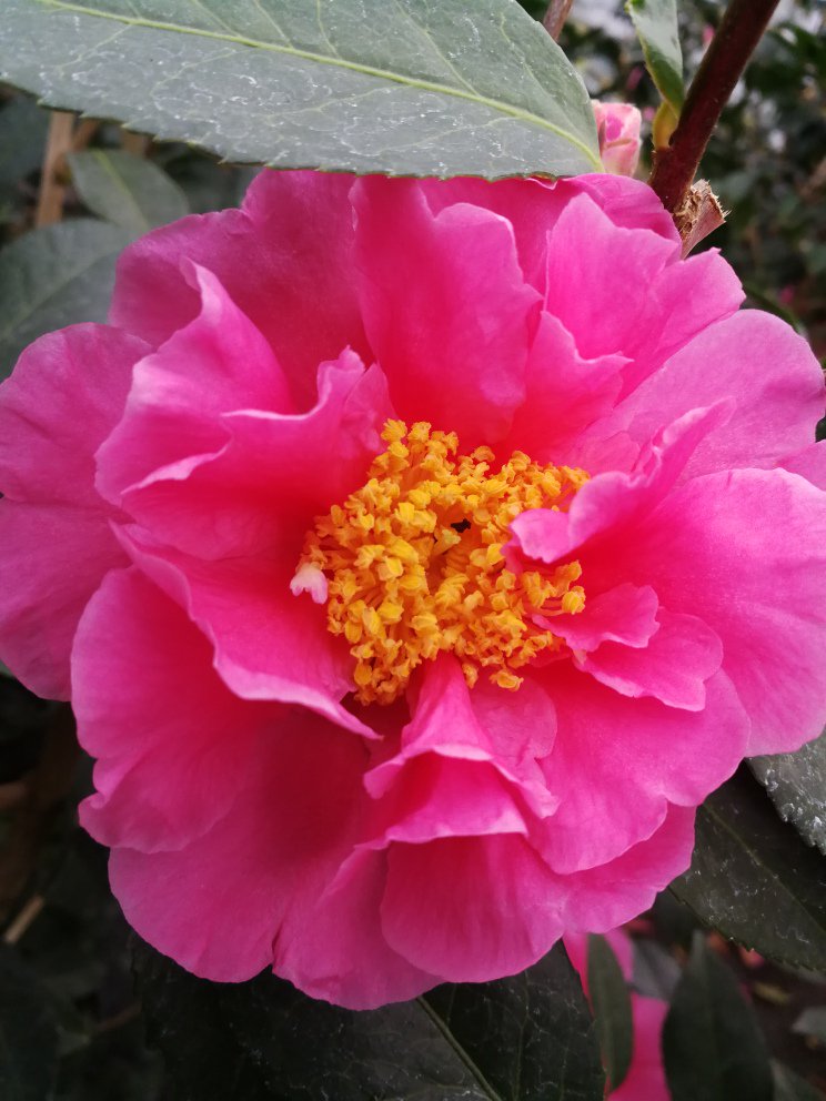 CDLlagomaggiore's tweet photo. Semi aperto - pienamente aperto, le fasi di questa bellissima fioritura di Camellia X 'Mary Phoebe Taylor' @CDLlagomaggiore  #fioricamellia #camellia #lagomaggiore https://t.co/ivCKcl5UfR