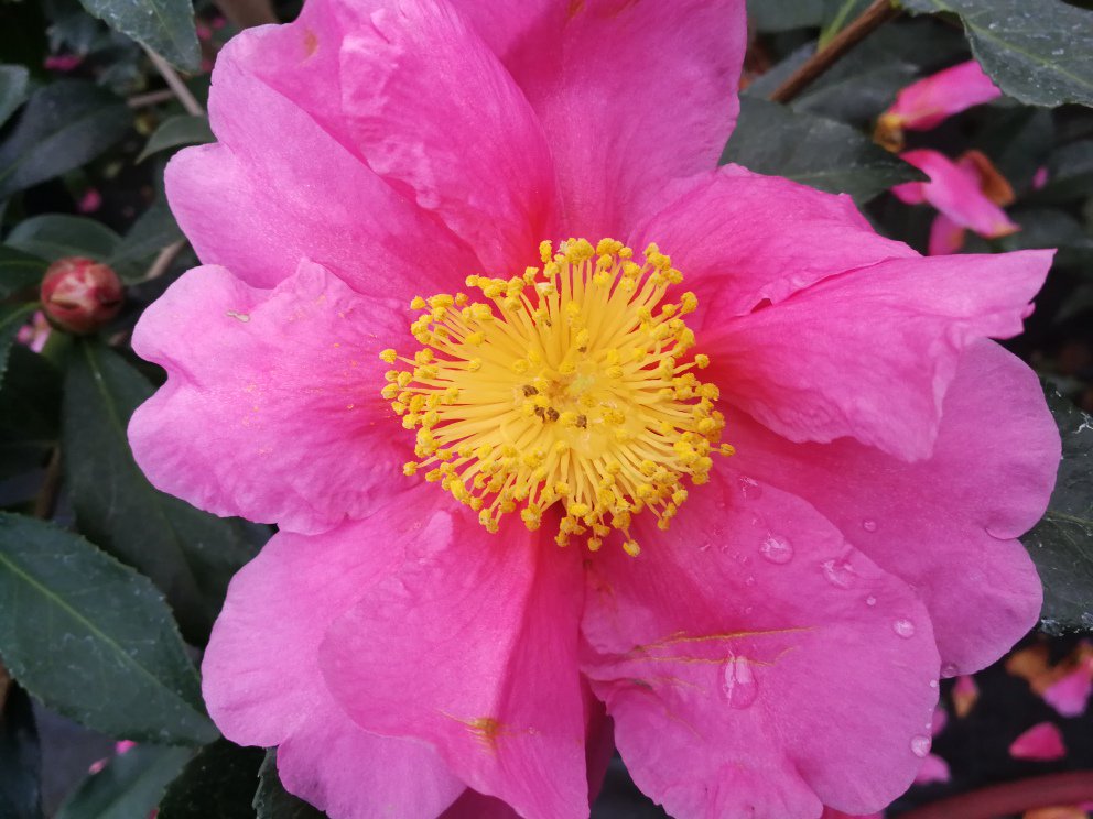 CDLlagomaggiore's tweet photo. Semi aperto - pienamente aperto, le fasi di questa bellissima fioritura di Camellia X 'Mary Phoebe Taylor' @CDLlagomaggiore  #fioricamellia #camellia #lagomaggiore https://t.co/ivCKcl5UfR