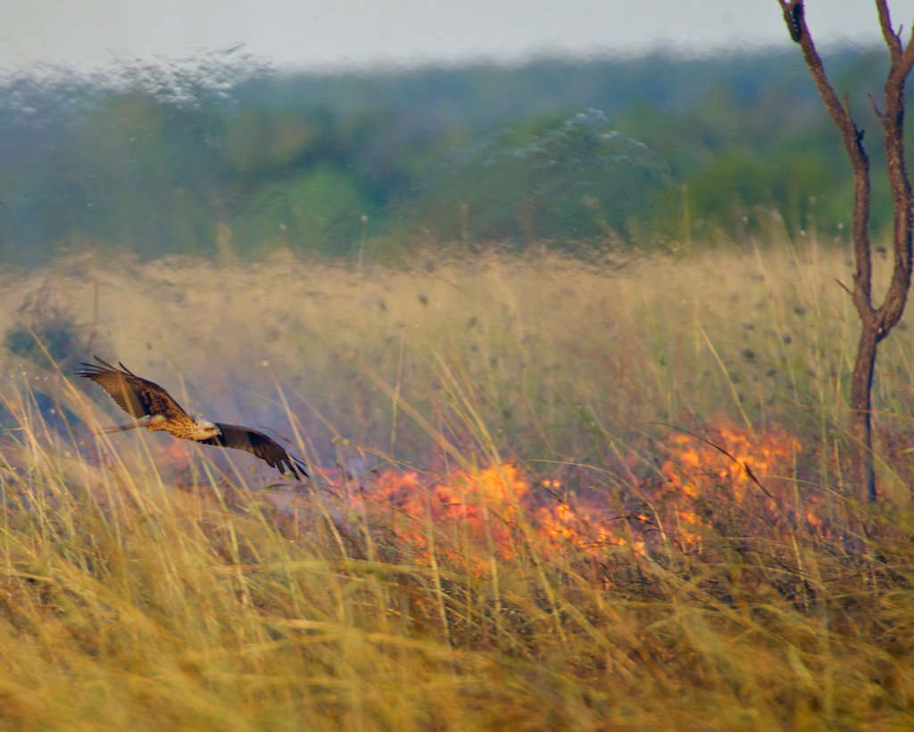 A good start … you get up at 5am (as usual) & find that @NYTScience has published a wonderful piece by @asher_elbein on the last 8 years of research you & colleagues have been working on: nyti.ms/2FKZAH0 #ethnoornithology #birds #happy