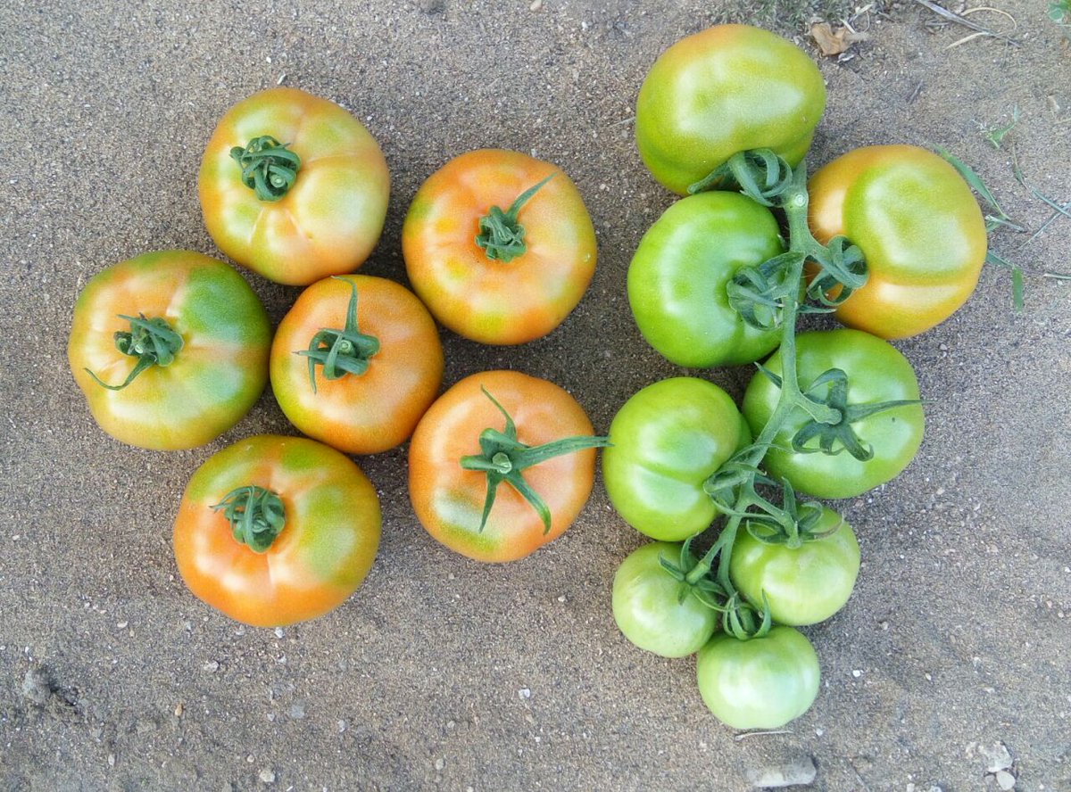 KalashSeedsIND tweet picture