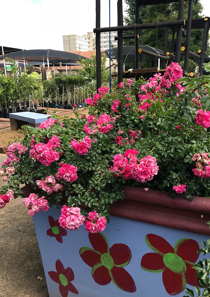 Eckards on Twitter "The Flower Carpet Rose in our display garden are