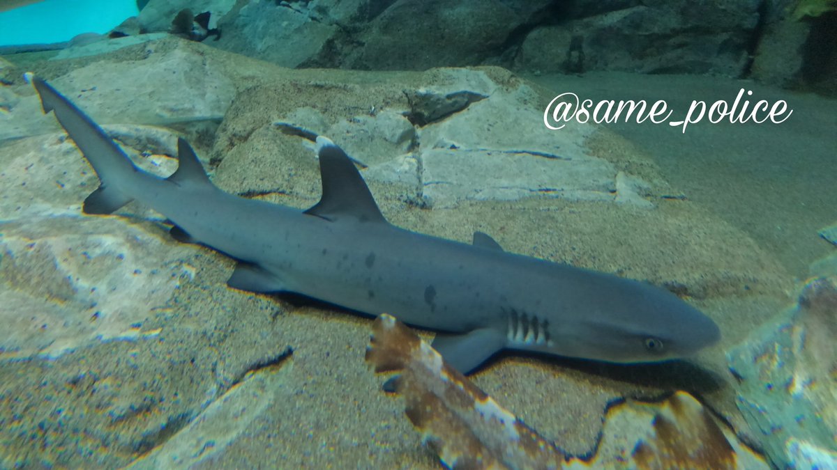 アクアワールド茨城大洗水族館 日本最大級のsns映え観光情報 スナップレイス