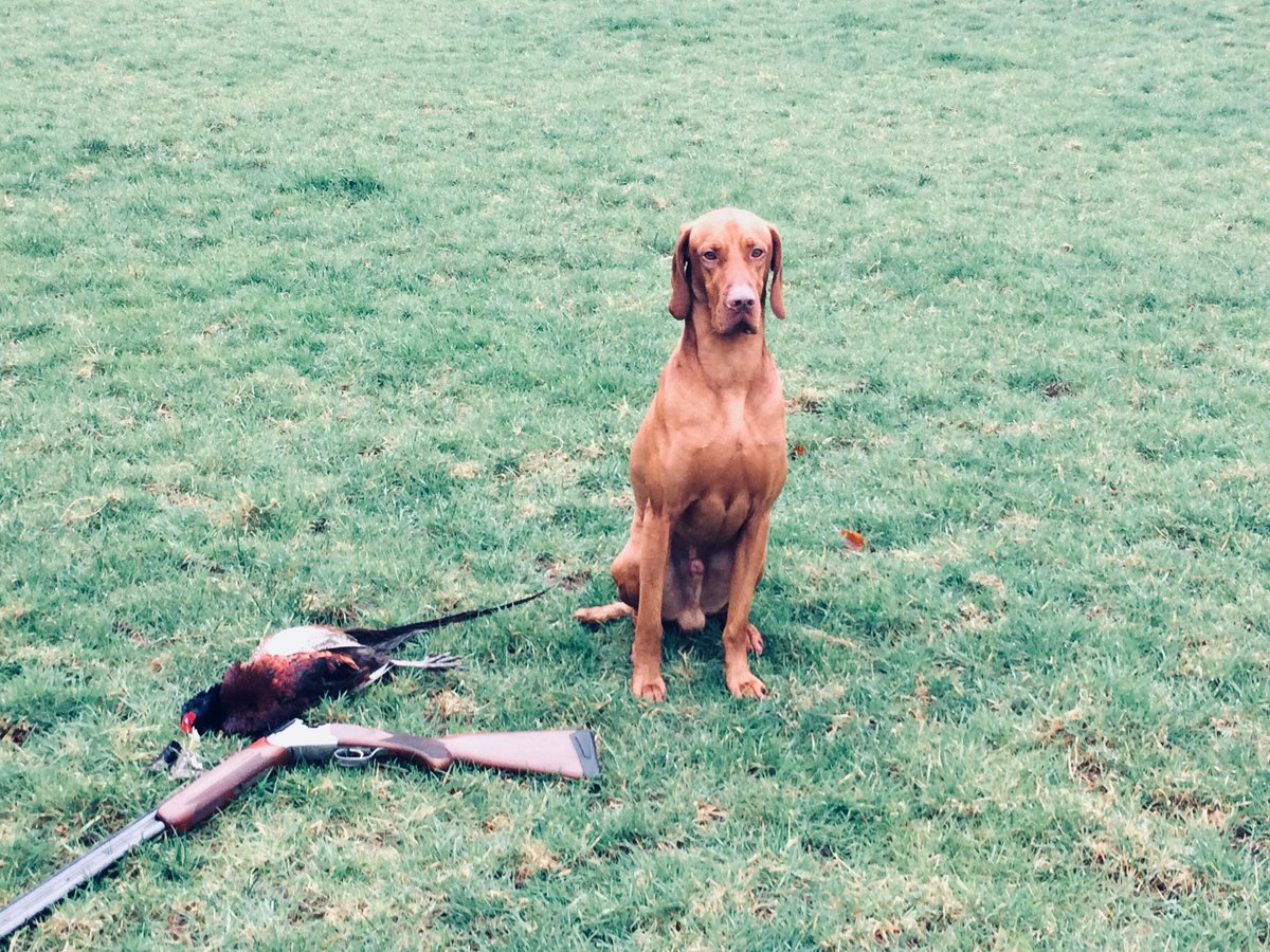 derwyatt's tweet photo. @shootinguk this is Zac: another working  Vizsla https://t.co/AoSI3PXk7a