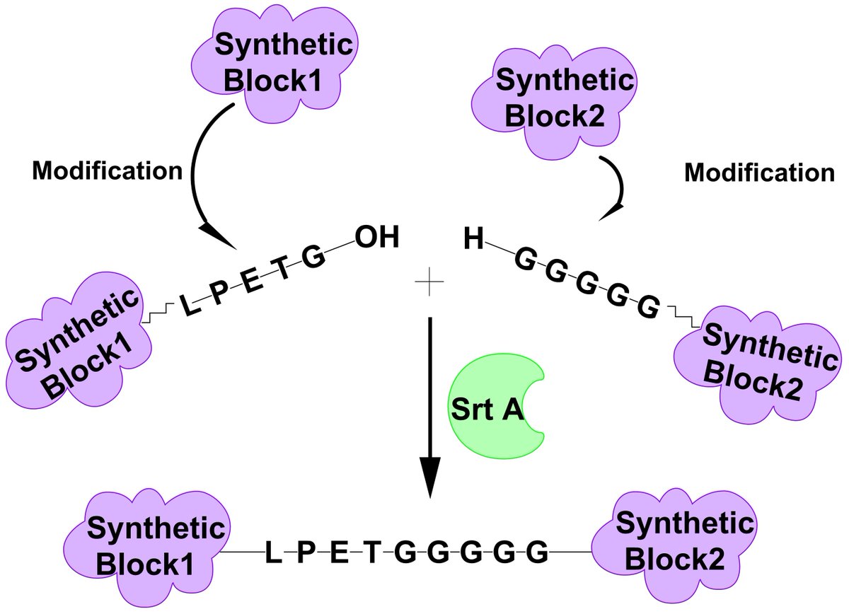 Polymers_MDPI's tweet image. #mdpipolymers, #Sortase-#Mediated #Ligation of Purely Artificial Building Blocks, mdpi.com/2073-4360/10/2…