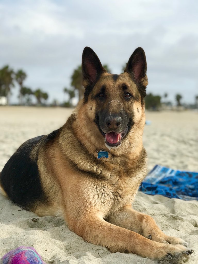 jcclinger19's tweet photo. Sad to think that my family might have to put down my dog this year because he’s getting hip dysphasia  and I really don’t want my best friend to die 😭😭😭😭 #PrayForZeus https://t.co/6a4rTApxTP