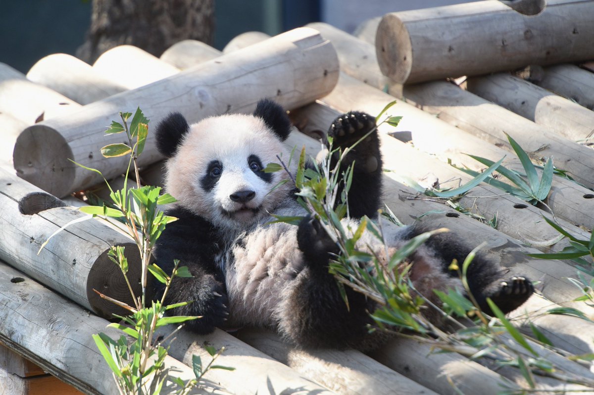 上野動物園　パンダ　写真集　すくすく、シャンシャン　限定品 アルバム 上野動物園パンダ写真集すくすく、シャンシャン限定品 アルバム