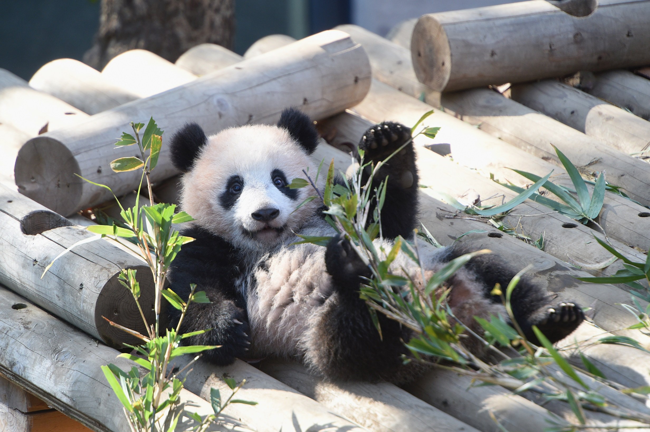 上野動物園［公式］ on X: 
